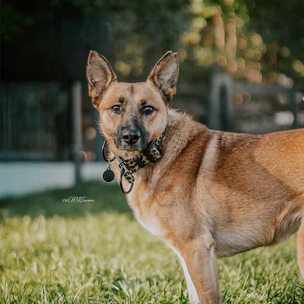 Limba, female 7yo Mixed Breed for adoption at Fundacja Ziemia Obiecana, 92-761 Łódź