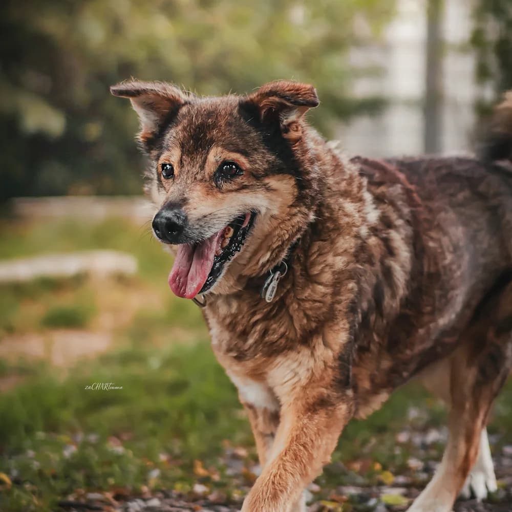 Marley, male senior Mixed Breed for adoption at Fundacja Ziemia Obiecana, 92-761 Łódź
