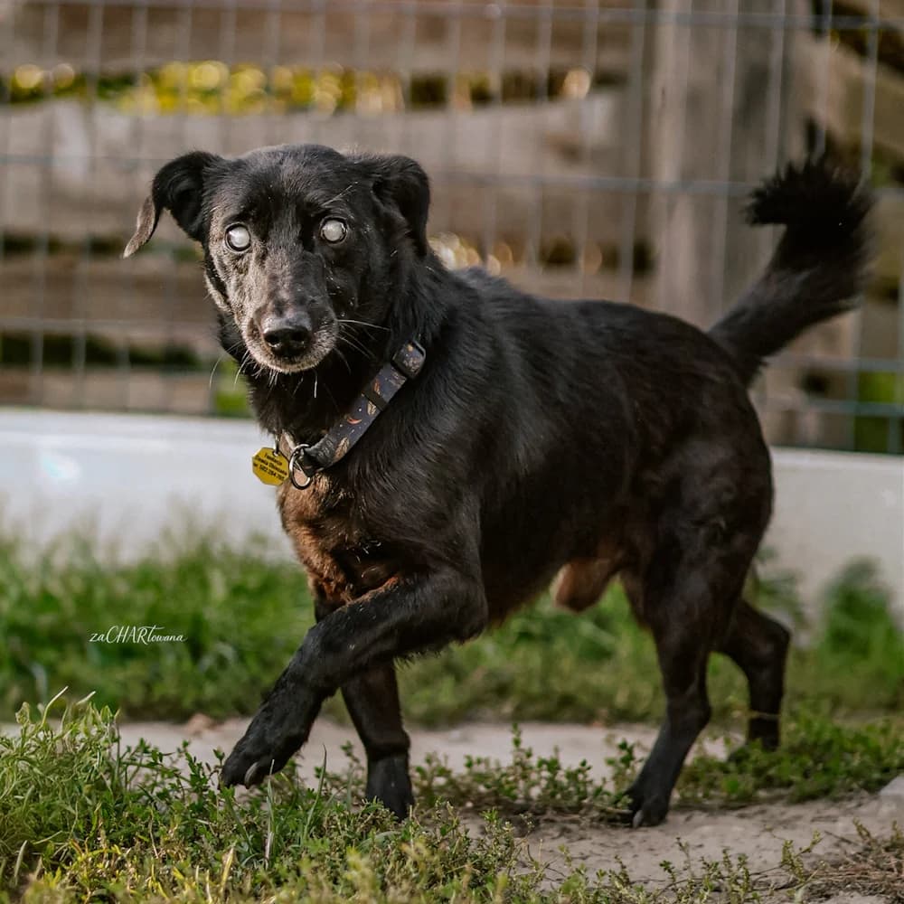 Mniszek, male senior Mixed Breed for adoption at Fundacja Ziemia Obiecana, 92-761 Łódź