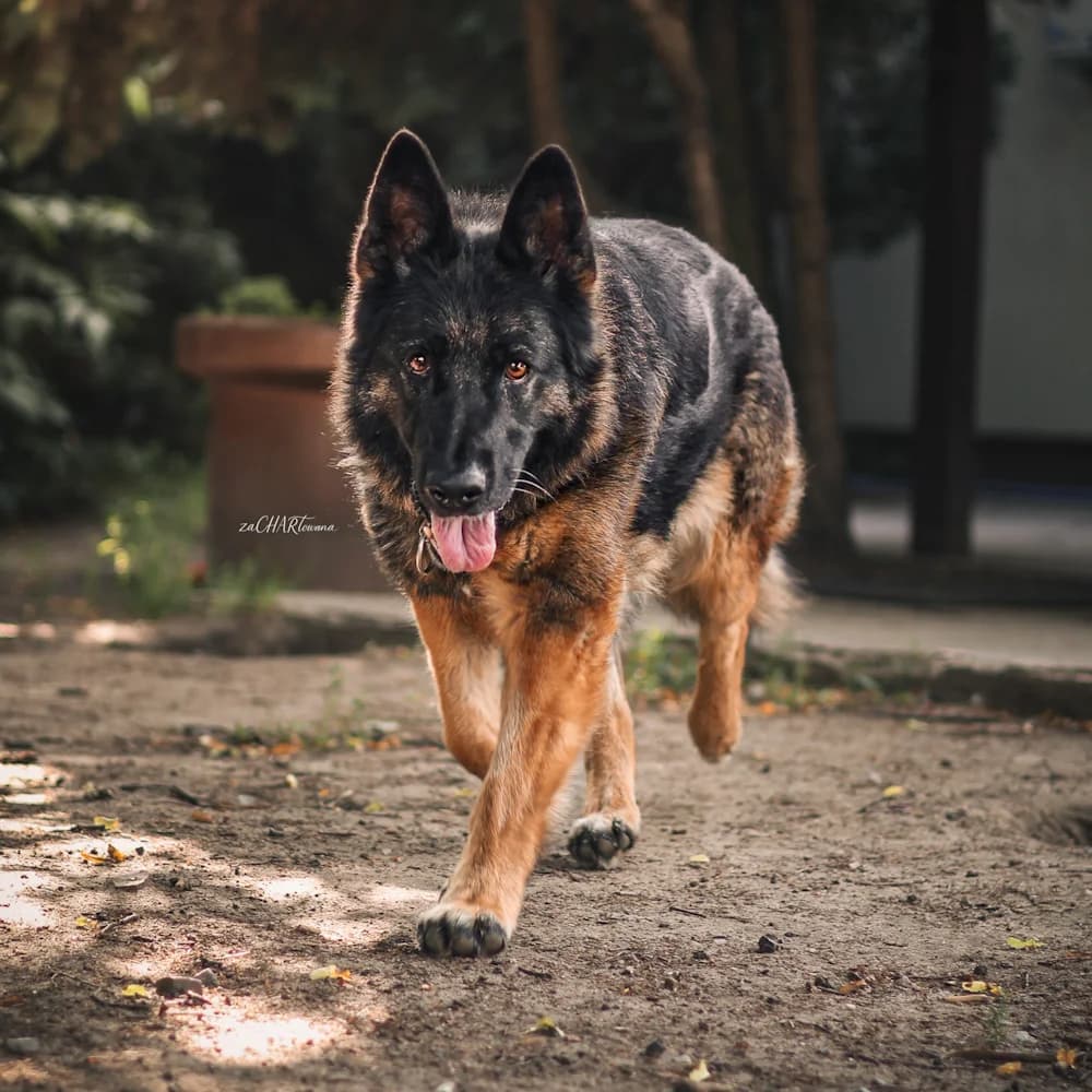 Raja, female senior Mixed Breed for adoption at Fundacja Ziemia Obiecana, 92-761 Łódź