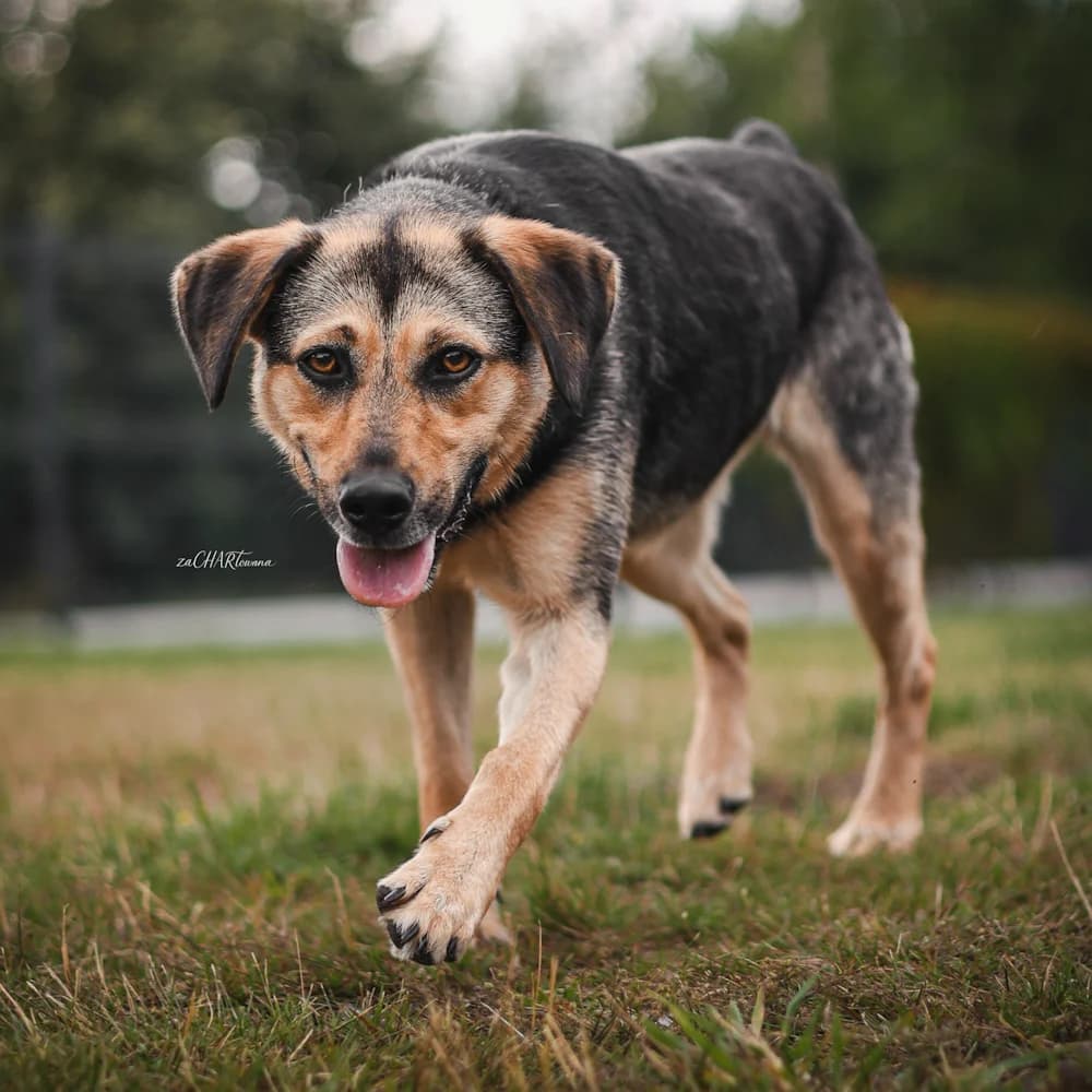 Sonia, female 4yo Mixed Breed for adoption at Fundacja Ziemia Obiecana, 92-761 Łódź