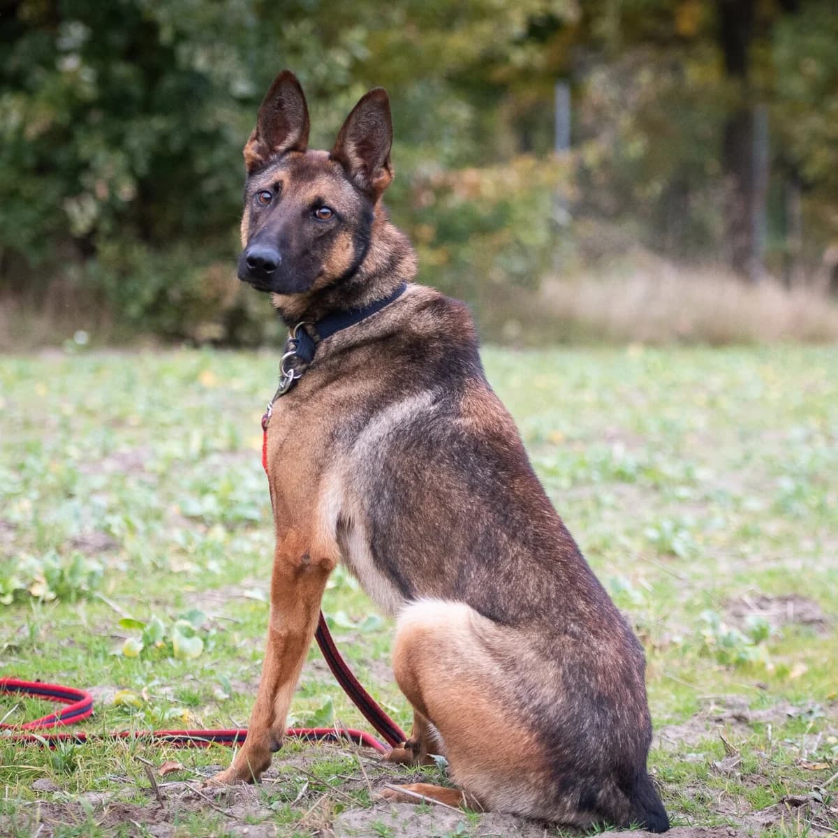 Uran, male senior Mixed Breed for adoption at Fundacja Ziemia Obiecana, 92-761 Łódź