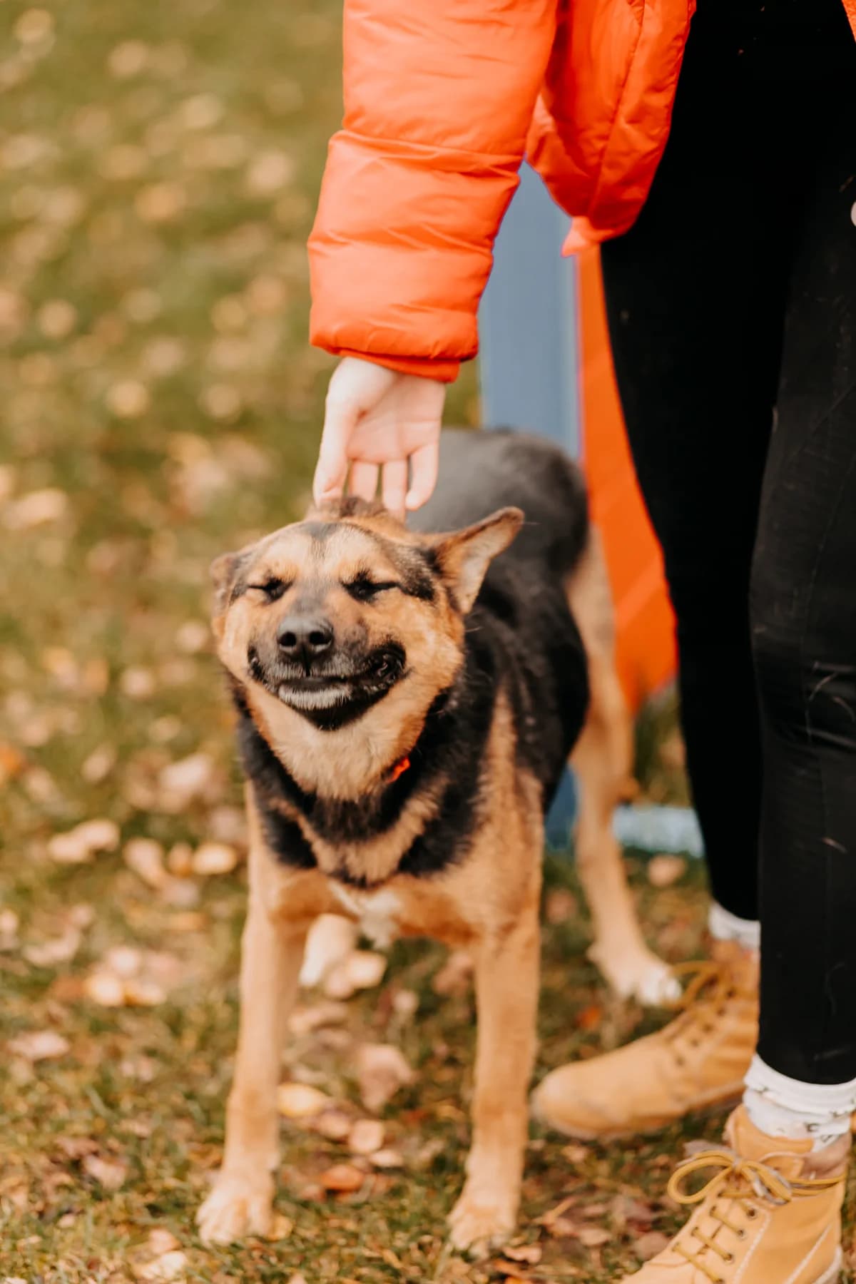 Apsik, male 7yo mixed breed for adoption at Funny Pets Czartki