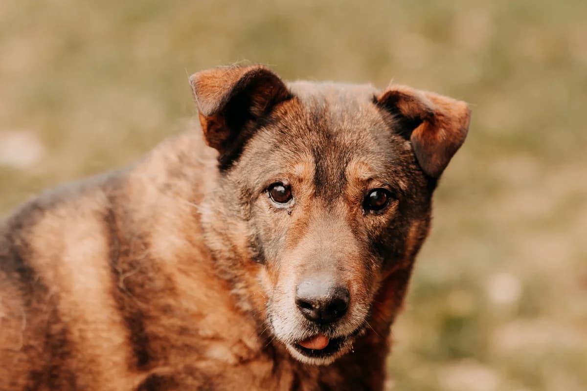 Aren, male senior mixed breed for adoption at Funny Pets Czartki