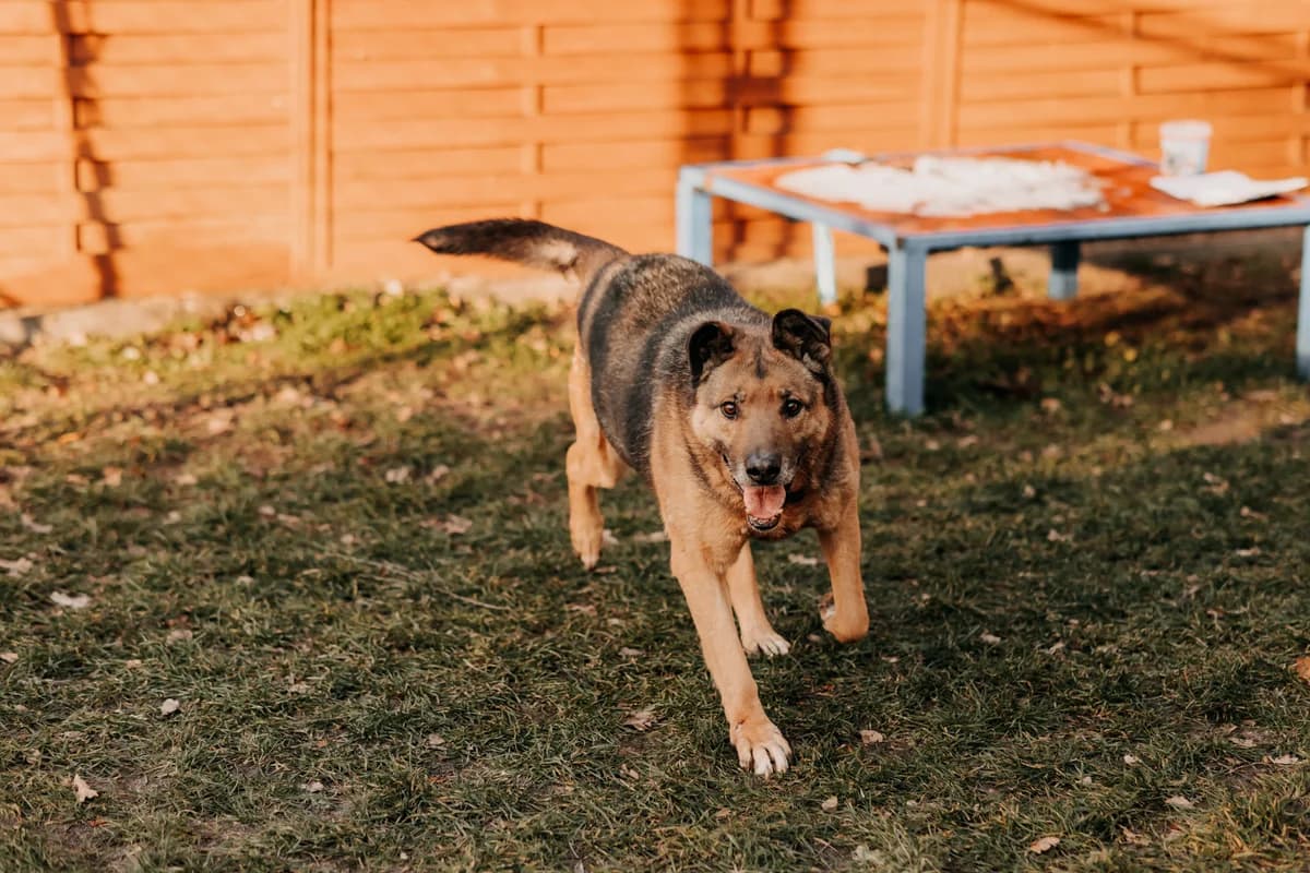Aresana, female senior mixed breed for adoption at Funny Pets Czartki