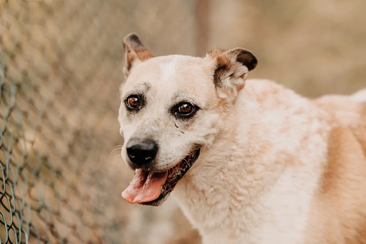 Bastek, male senior mixed breed for adoption at Funny Pets Czartki
