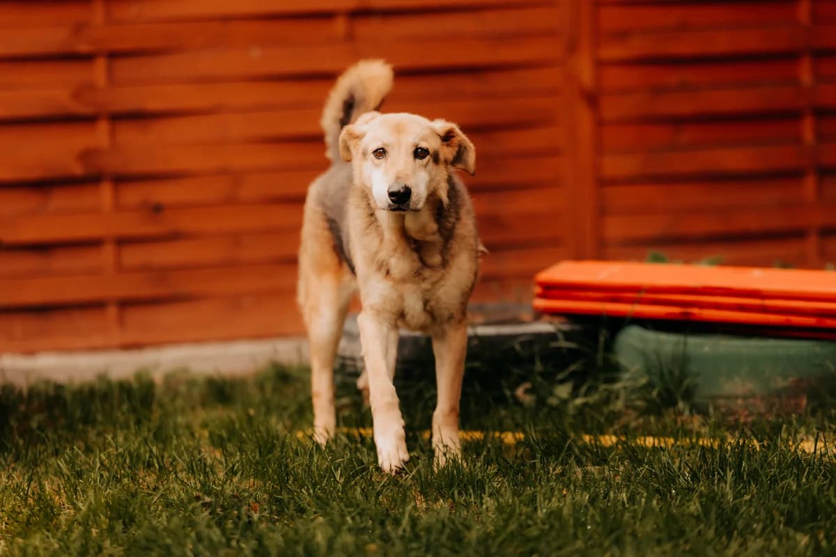 Baster, male senior mixed breed for adoption at Funny Pets Czartki