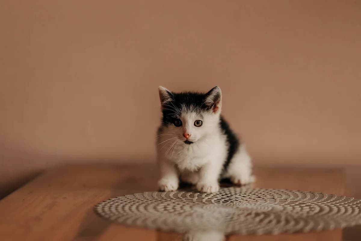 Bójka, female puppy mixed breed for adoption at Funny Pets Czartki