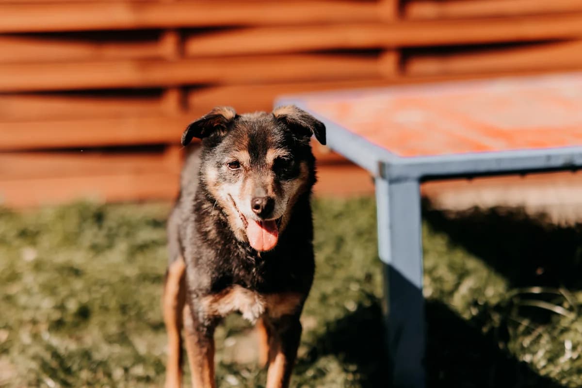 BryΕ, male senior mixed breed for adoption at Funny Pets Czartki