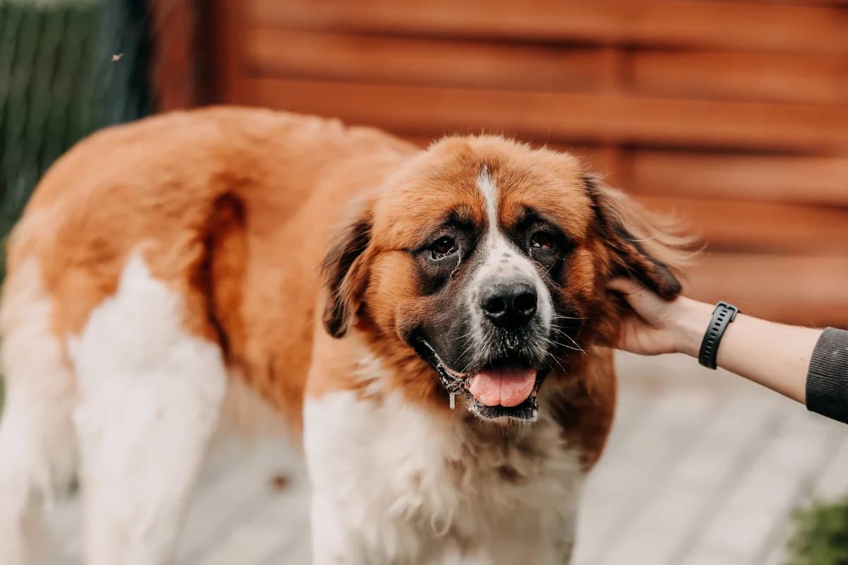 Danka, female 5yo mixed breed for adoption at Funny Pets Czartki