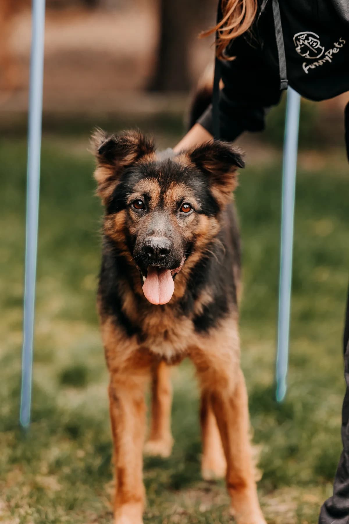 Dexter, male 5yo mixed breed for adoption at Funny Pets Czartki
