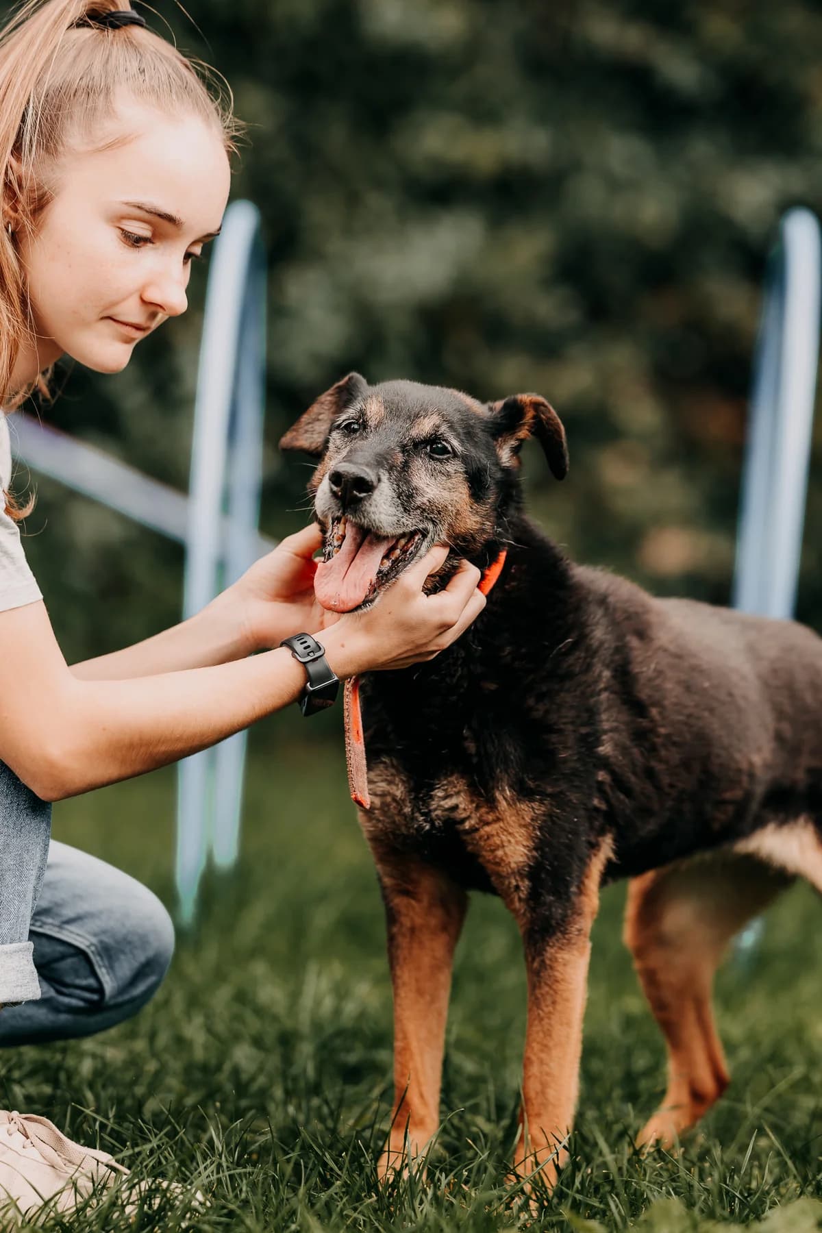 Doris, female senior mixed breed for adoption at Funny Pets Czartki
