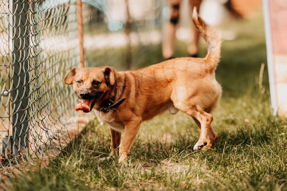 Edek, male 7yo mixed breed for adoption at Funny Pets Czartki