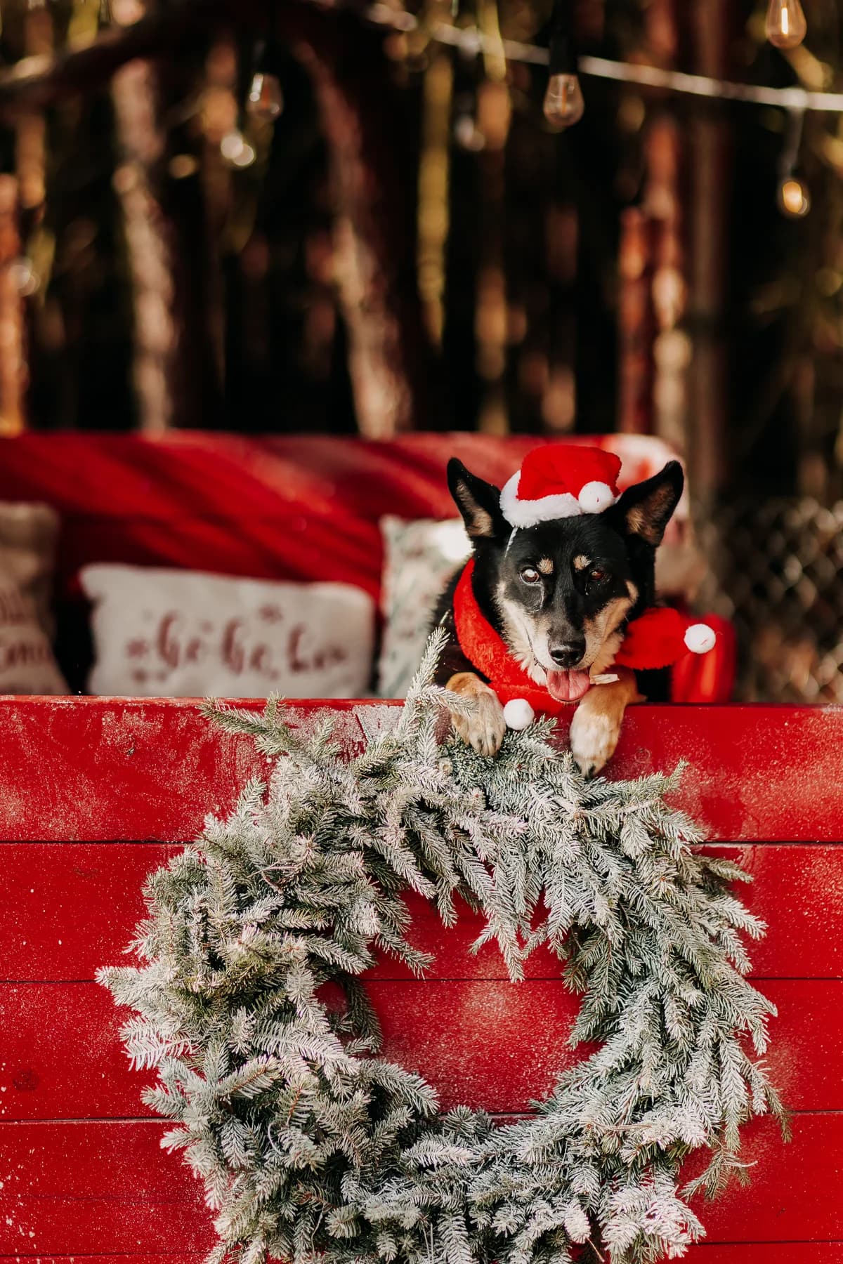 Edi, male senior mixed breed for adoption at Funny Pets Czartki