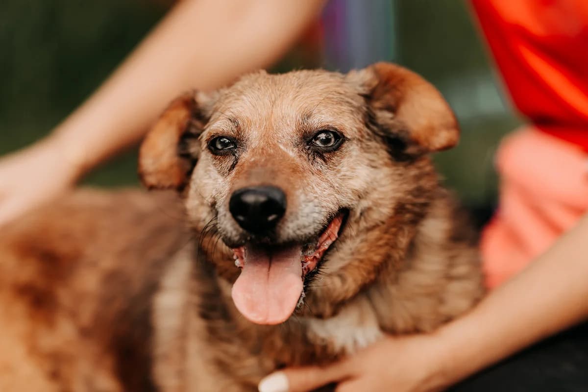 Ela, female senior mixed breed for adoption at Funny Pets Czartki