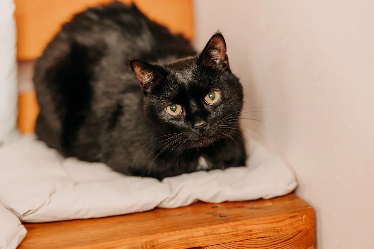 Felek, male 7yo mixed breed for adoption at Funny Pets Czartki
