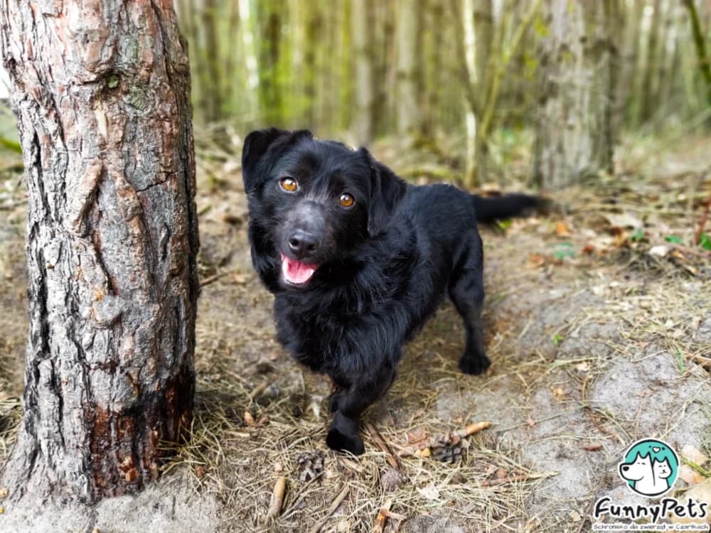 Funfel, male 7yo mixed breed for adoption at Funny Pets Czartki