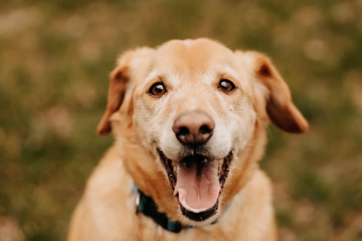 Goldi, male senior Labrador Retriever for adoption at Funny Pets Czartki