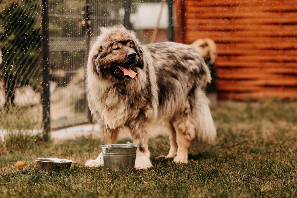 Gucio, male senior mixed breed for adoption at Funny Pets Czartki