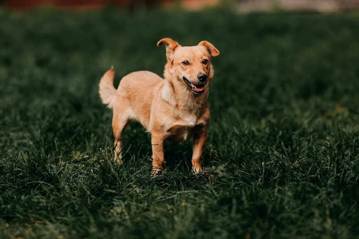 Gwiazdka, female 3yo mixed breed for adoption at Funny Pets Czartki