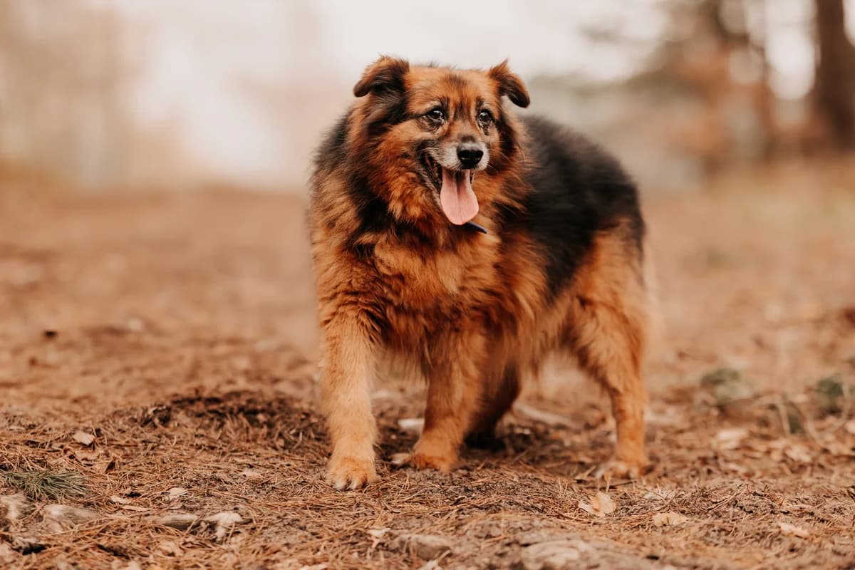 Haker, male senior mixed breed for adoption at Funny Pets Czartki