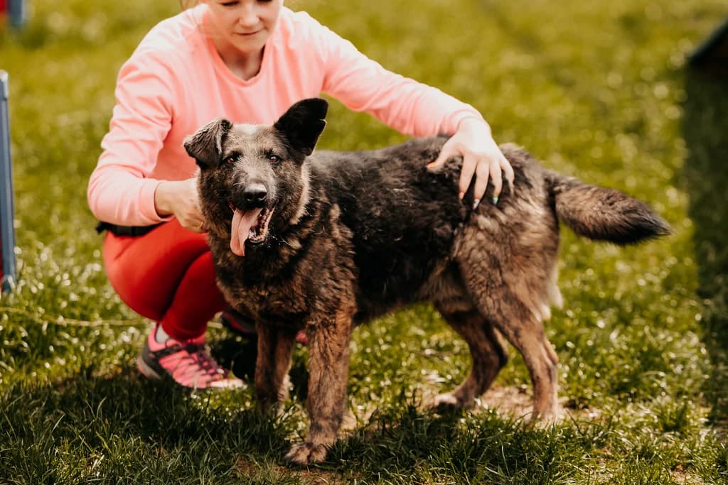 Henry, male senior mixed breed for adoption at Funny Pets Czartki
