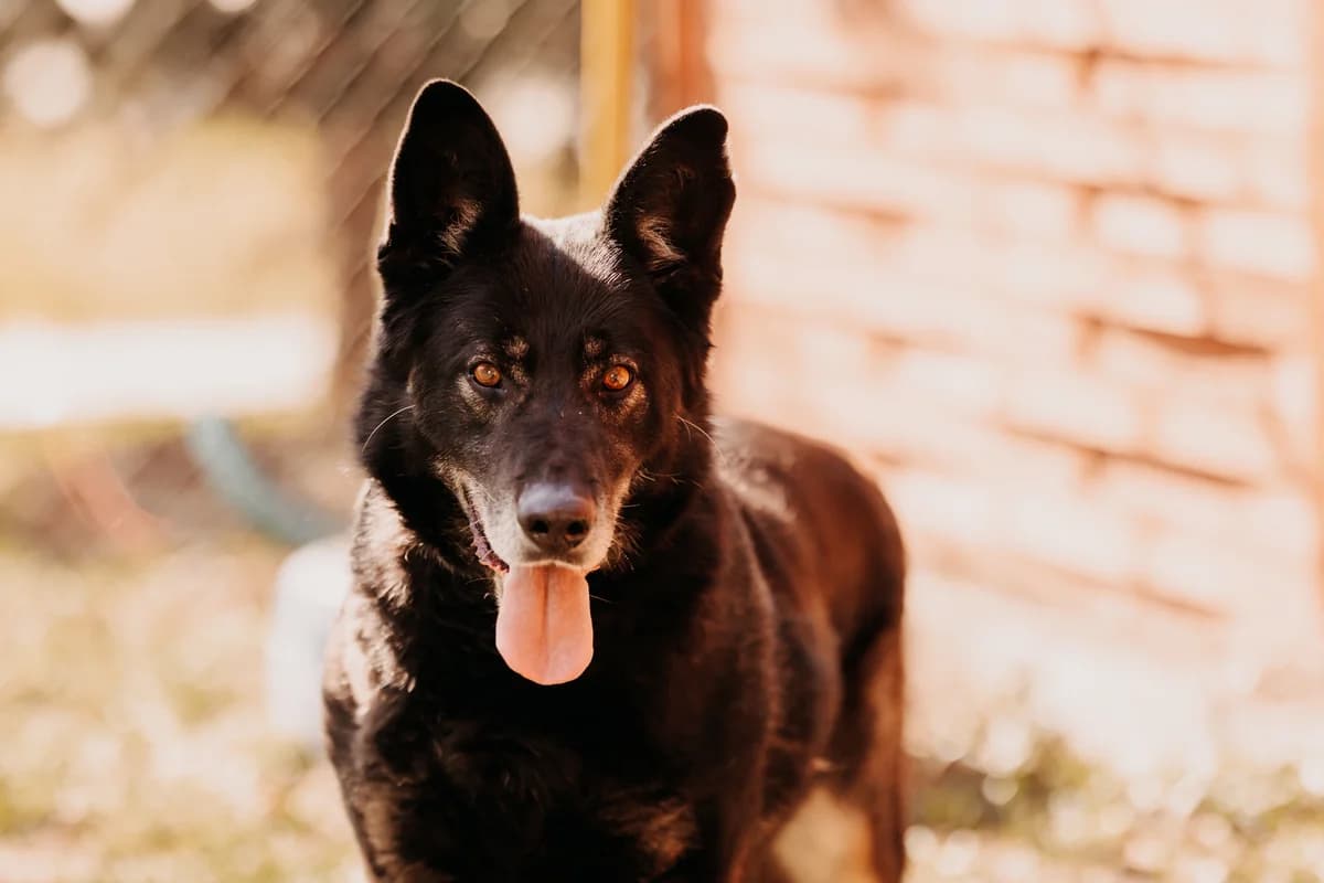 Hermes, male senior mixed breed for adoption at Funny Pets Czartki