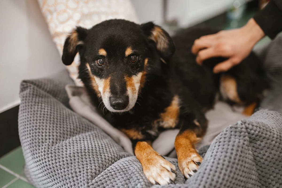 Irys, male senior mixed breed for adoption at Funny Pets Czartki