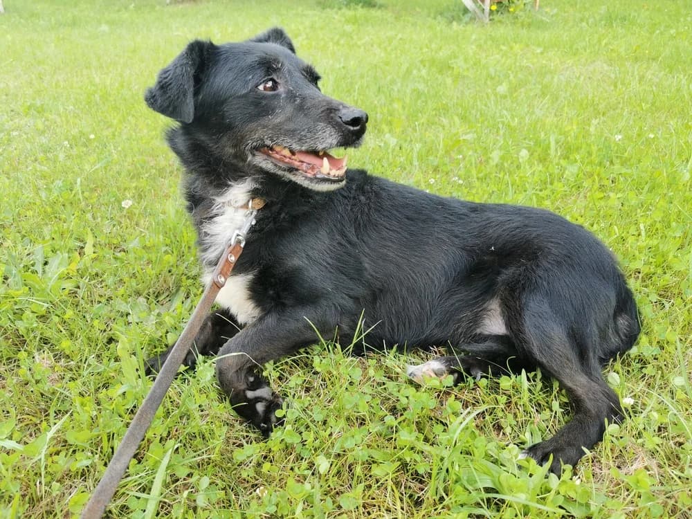 Iskierka, female senior mixed breed for adoption at Funny Pets Czartki
