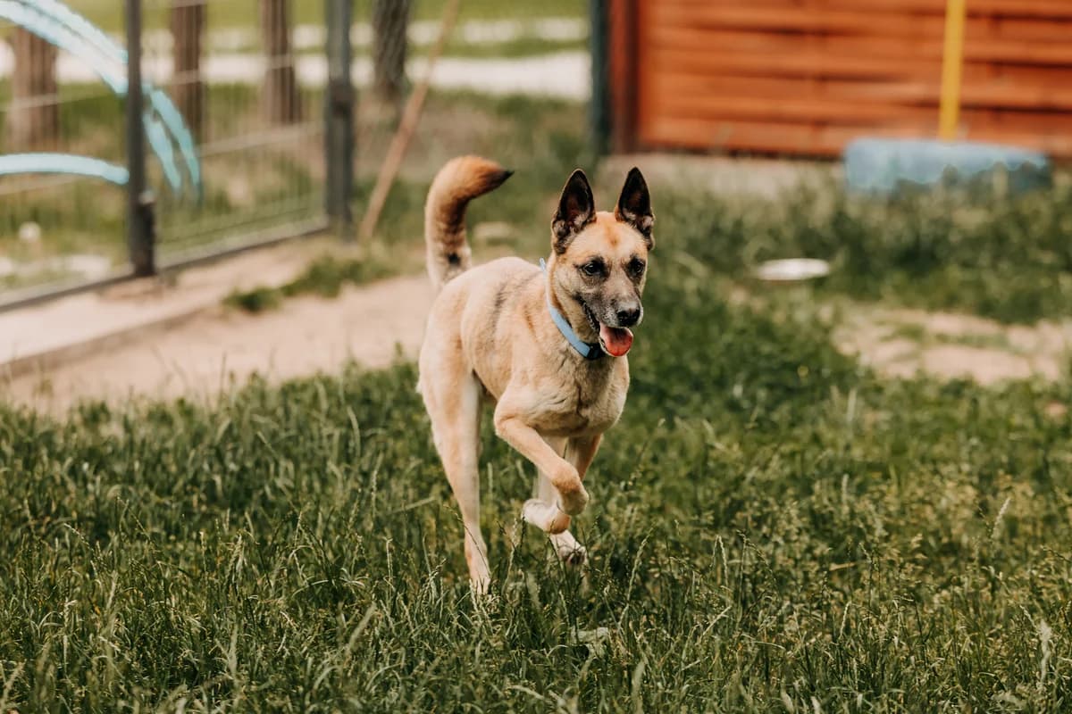 Koka, female young mixed breed for adoption at Funny Pets Czartki