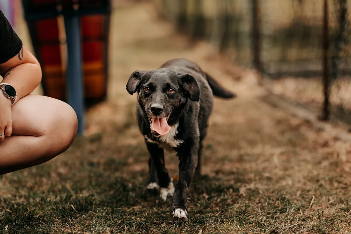 Krawat, male senior mixed breed for adoption at Funny Pets Czartki