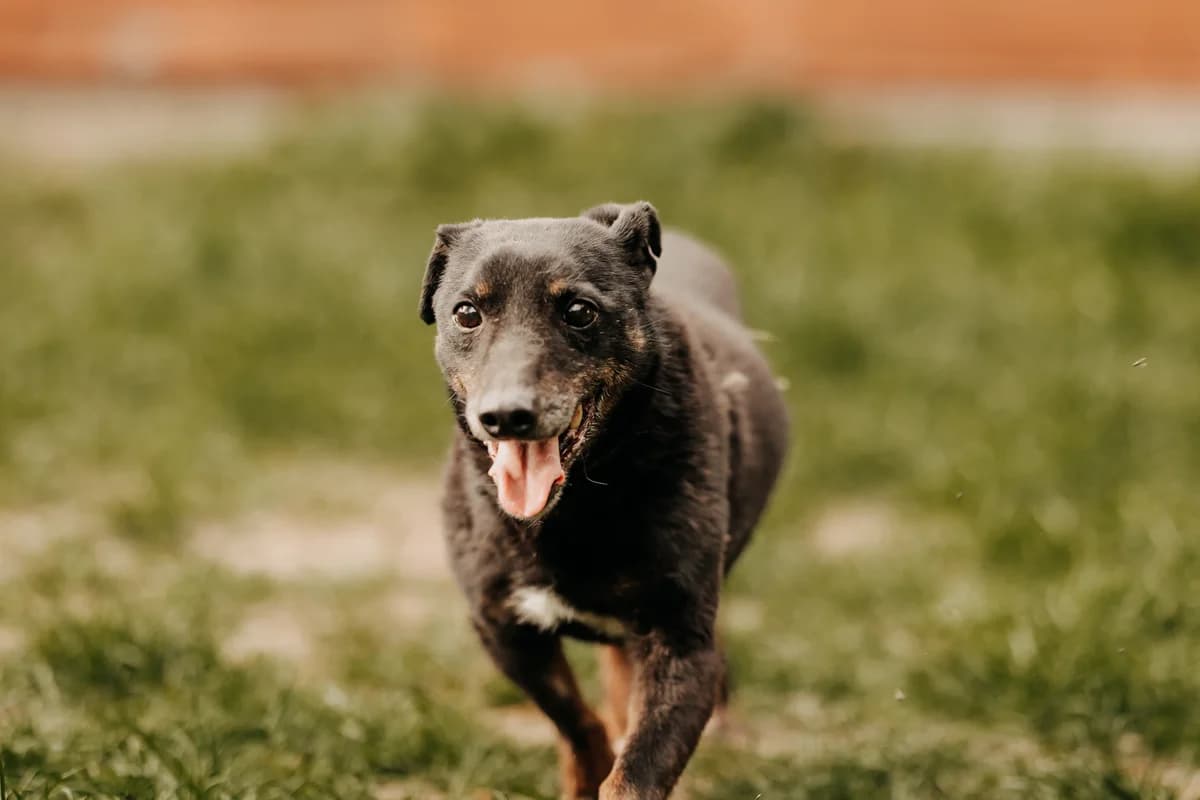 KrzyΕ, male senior mixed breed for adoption at Funny Pets Czartki