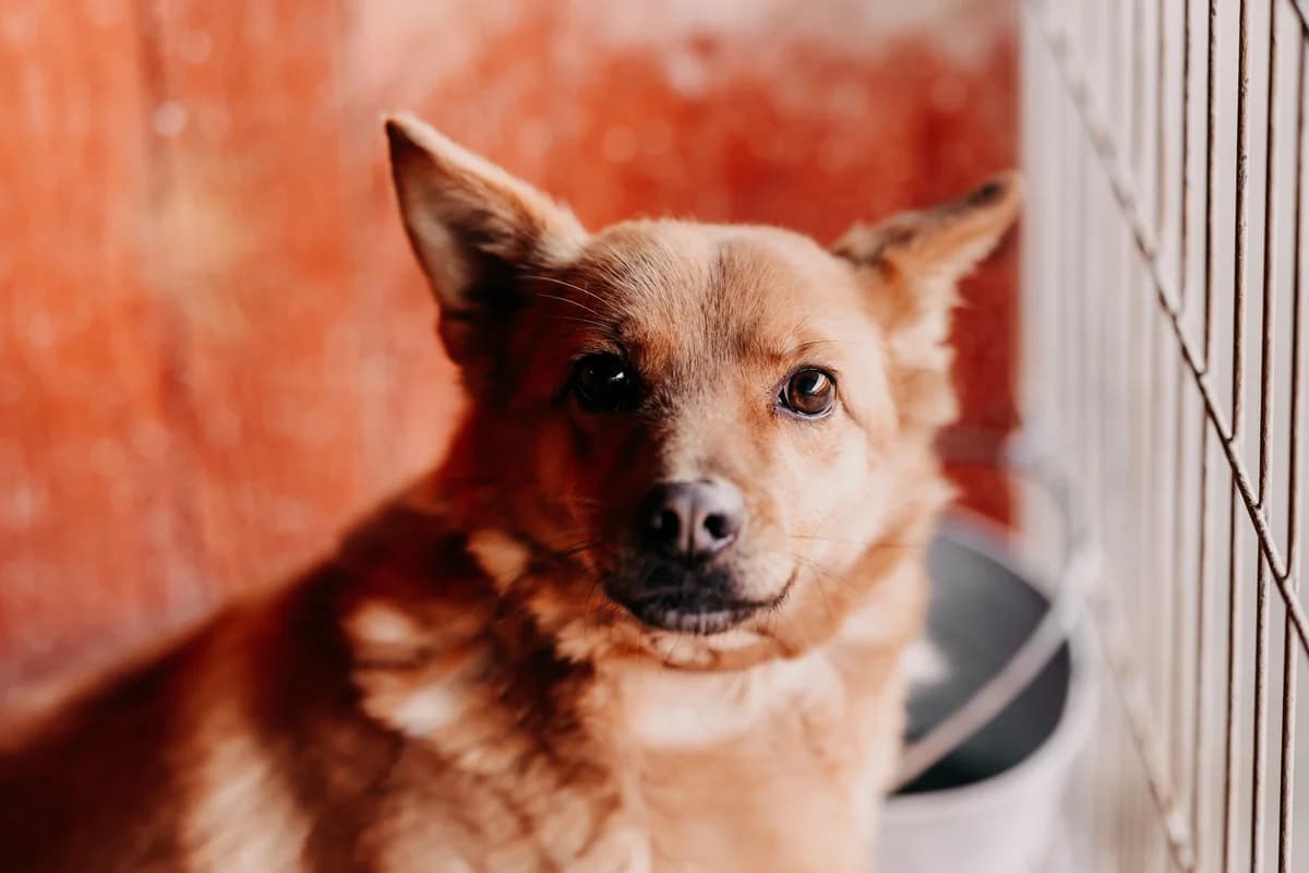 Mango, male 6yo mixed breed for adoption at Funny Pets Czartki