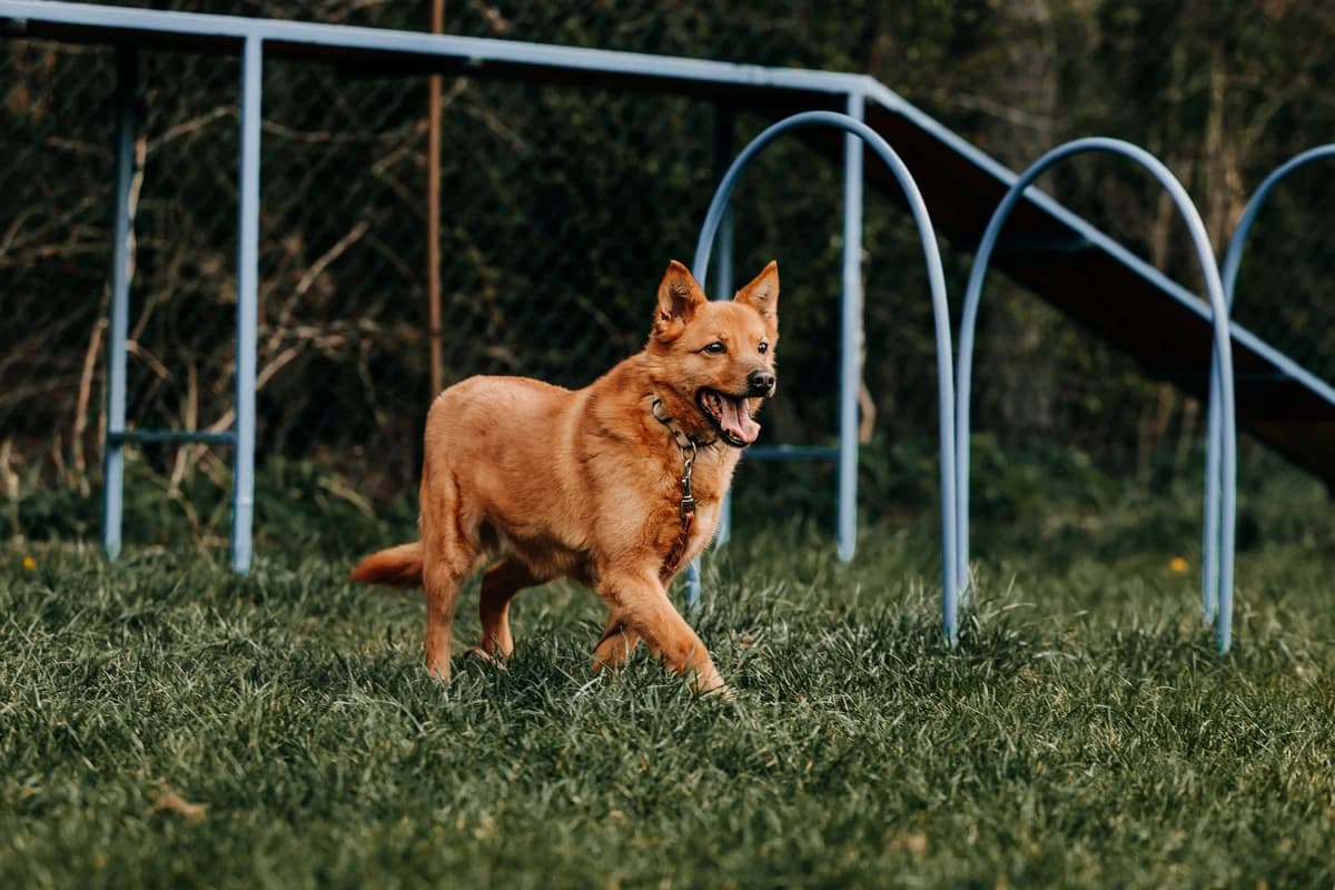 Mango, male 6yo mixed breed for adoption at Funny Pets Czartki