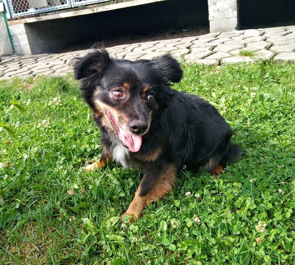 Margarita, female senior mixed breed for adoption at Funny Pets Czartki