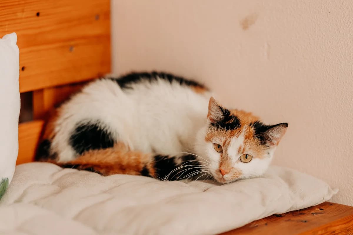 Merida, female 4yo mixed breed for adoption at Funny Pets Czartki