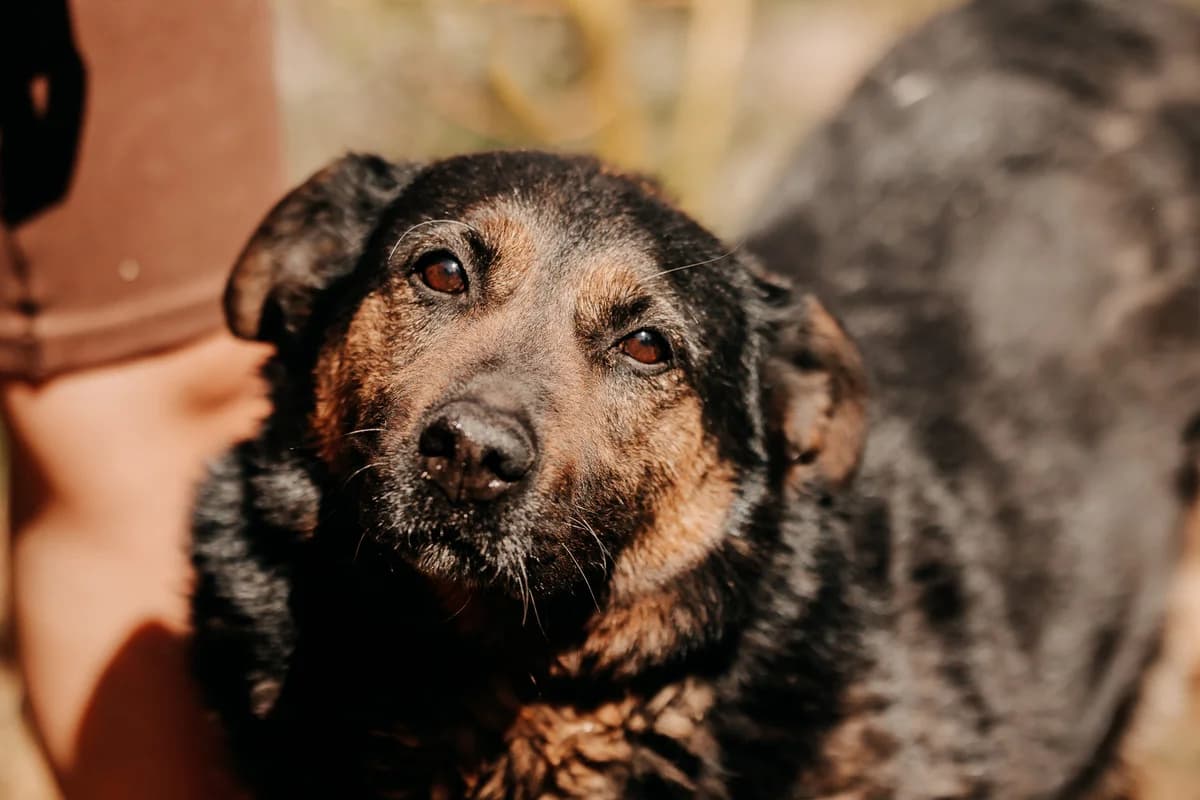Negra, female senior mixed breed for adoption at Funny Pets Czartki