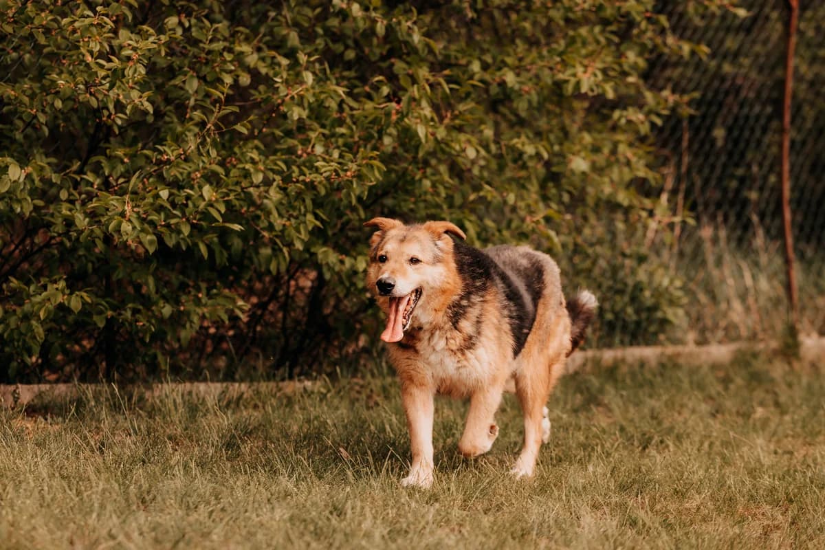 Pablo, male senior mixed breed for adoption at Funny Pets Czartki