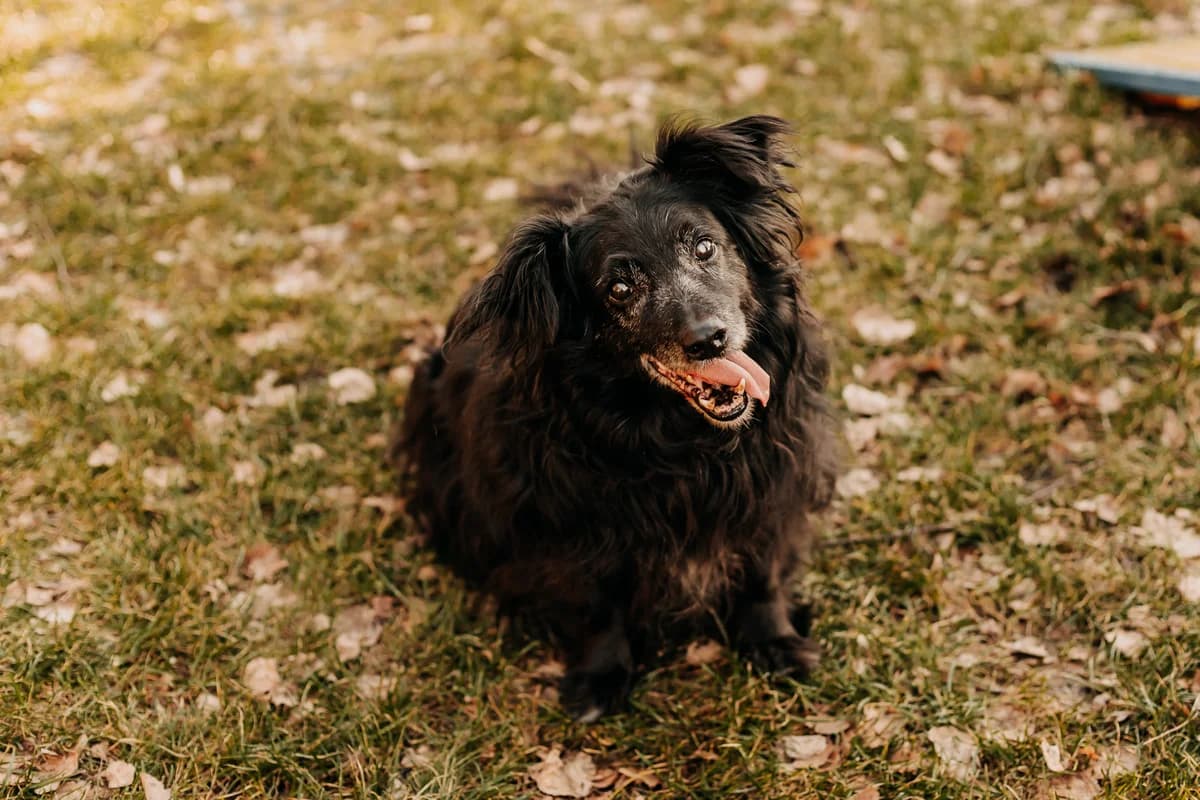 PimpuΕ, male senior mixed breed for adoption at Funny Pets Czartki