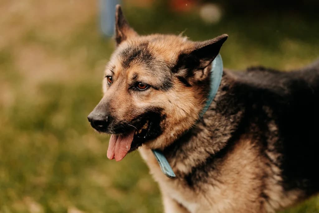 Pongo, male senior mixed breed for adoption at Funny Pets Czartki