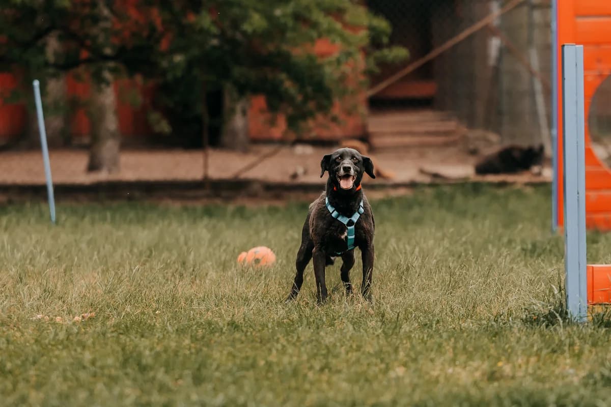 Riko, male senior mixed breed for adoption at Funny Pets Czartki