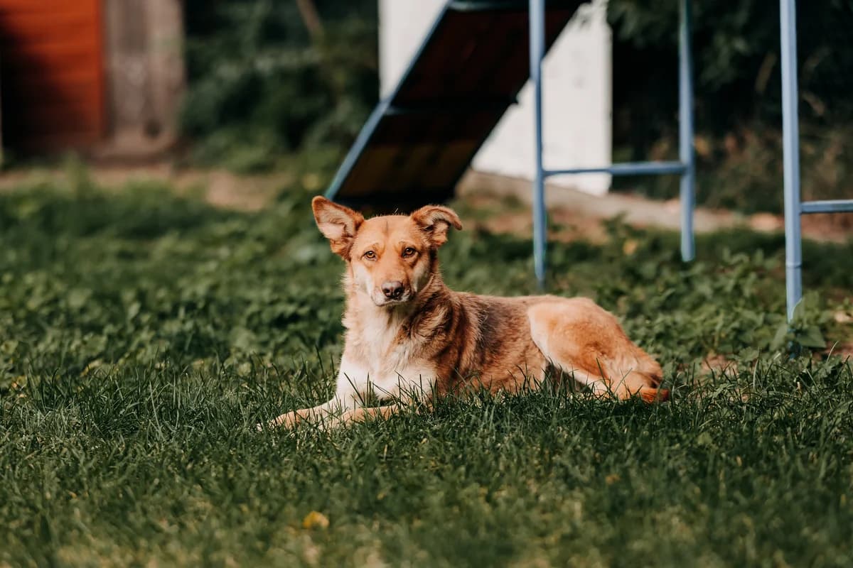 Rudzia, female young mixed breed for adoption at Funny Pets Czartki