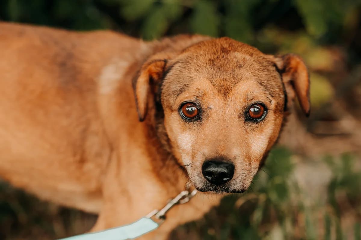 Sonik, male 7yo mixed breed for adoption at Funny Pets Czartki