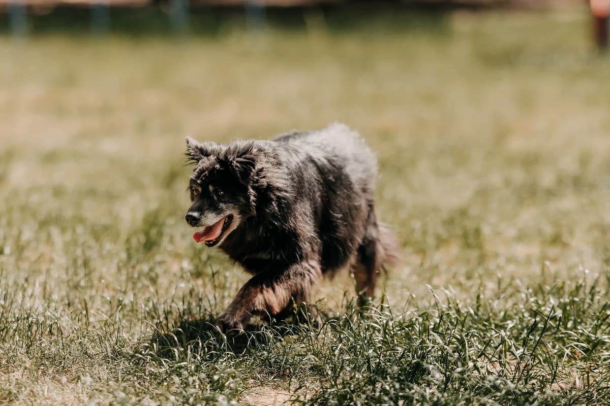 Spinka, male senior mixed breed for adoption at Funny Pets Czartki