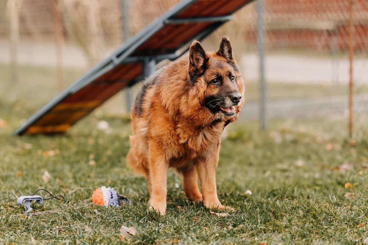 Sting, male senior mixed breed for adoption at Funny Pets Czartki