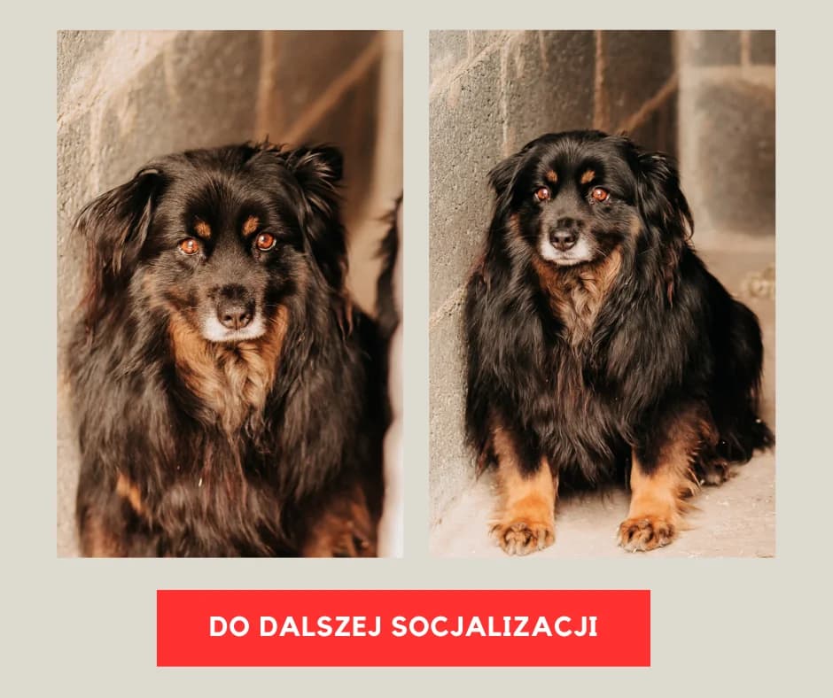 Zorka, female senior mixed breed for adoption at Funny Pets Czartki