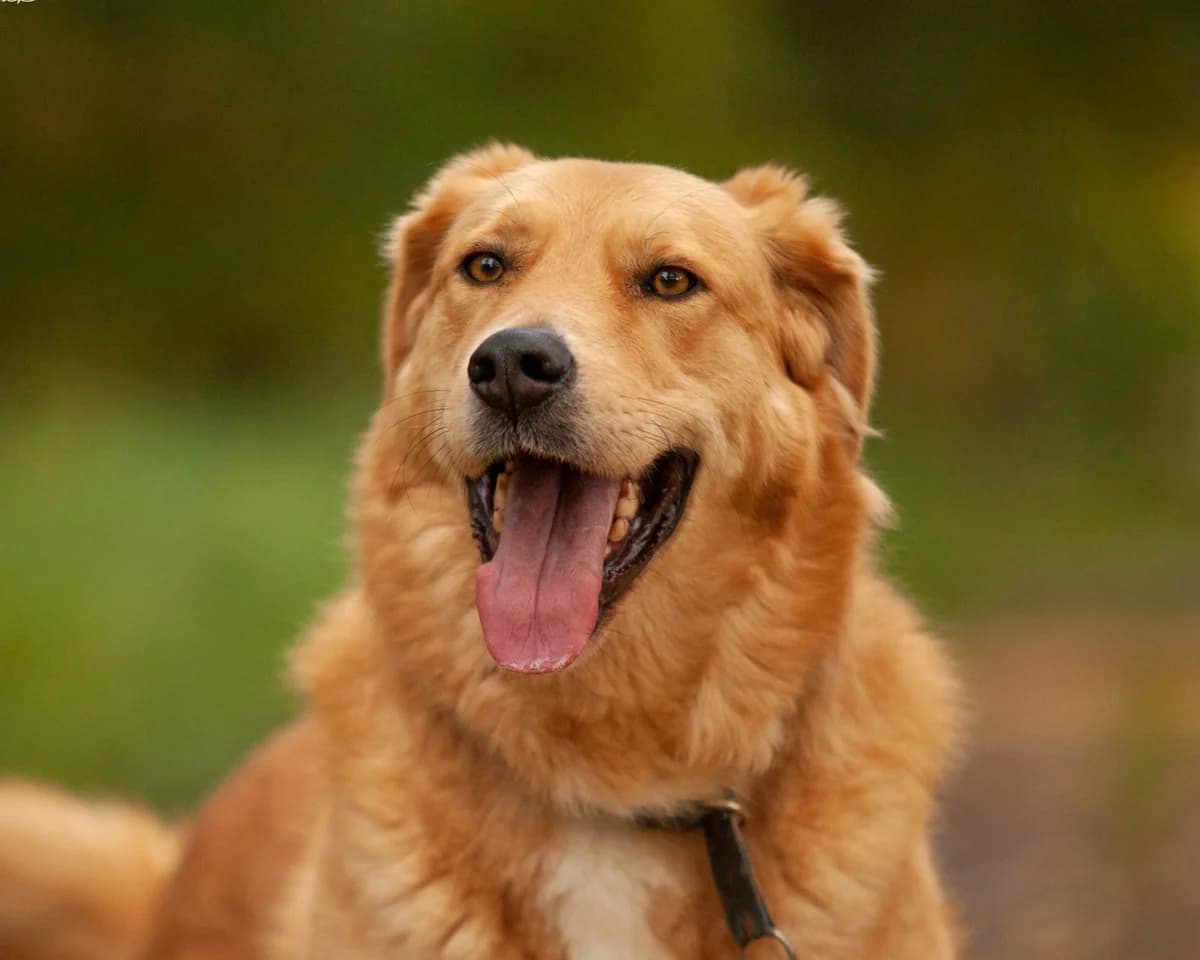 GRZEŚ, male senior Mixed Breed for adoption at Fundacja Głosem Zwierząt, Polska