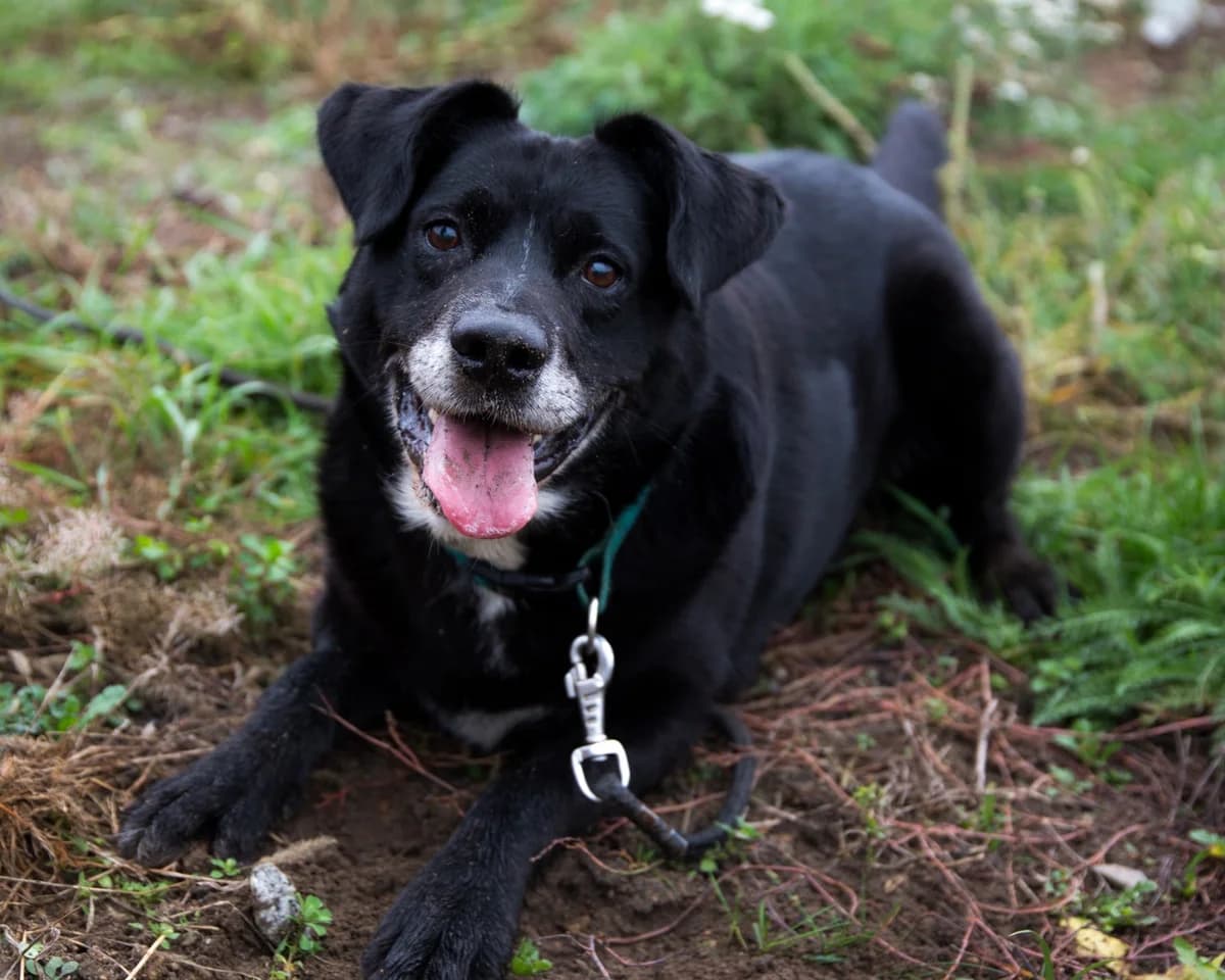 MICHAŚ, male senior Mixed Breed for adoption at Fundacja Głosem Zwierząt, Polska