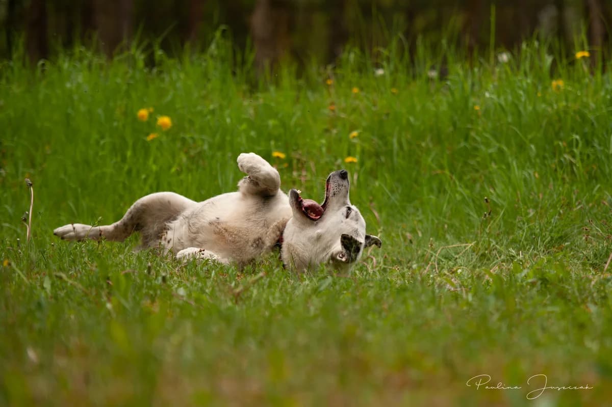 NORD, male senior Mixed Breed for adoption at Fundacja Głosem Zwierząt, Polska