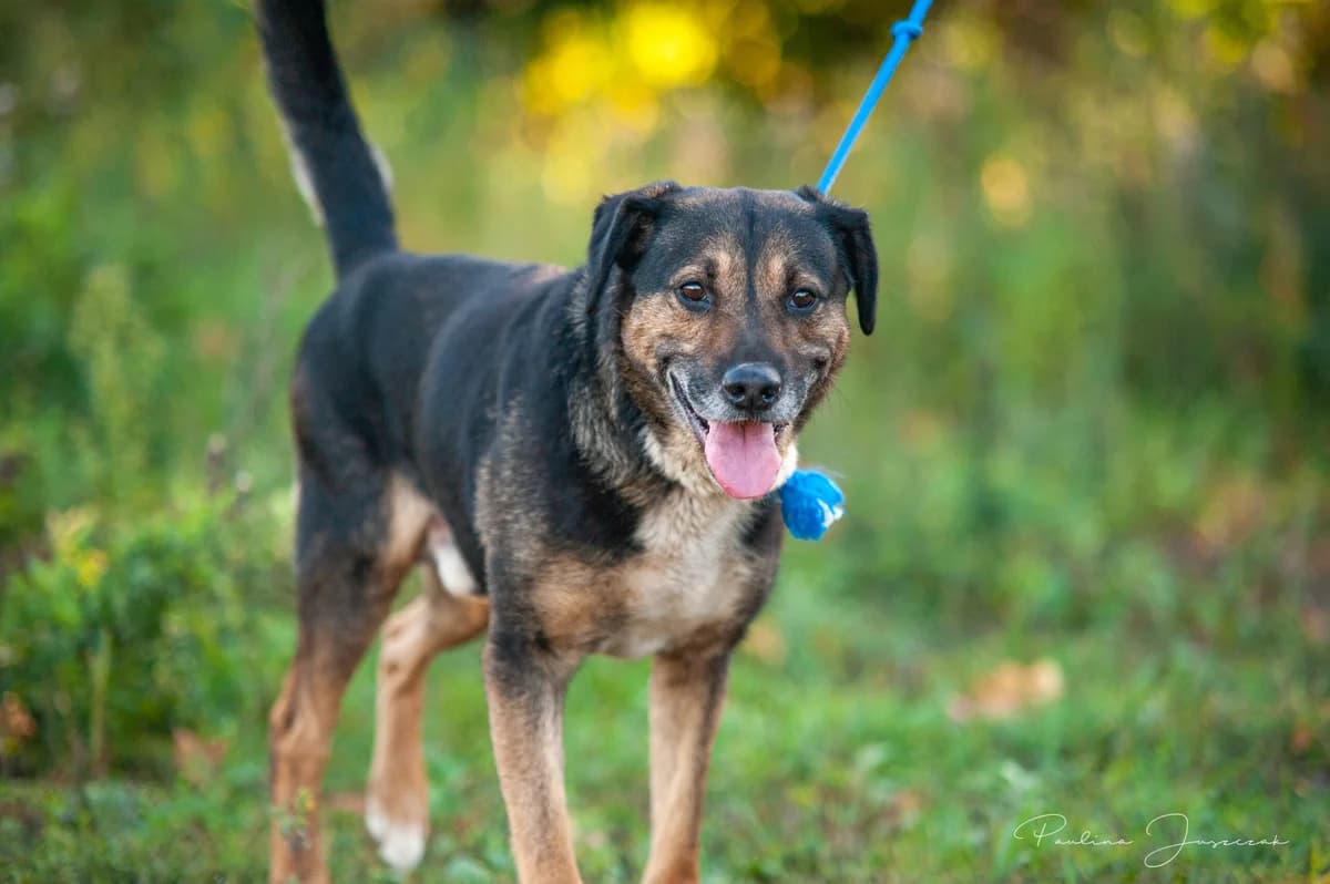NUNO, male senior Mixed Breed for adoption at Fundacja Głosem Zwierząt, Polska
